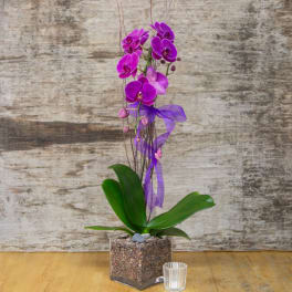 Purple orchid plant in a square glass pot with a ribbon
