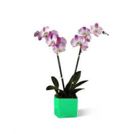 Potted orchid plant with pink and white blooms in a bright green container