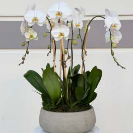 White orchids in a textured gray pot