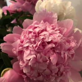 Close-up of pink and white peonies in a bouquet