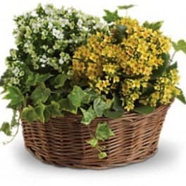 Basket of Joy