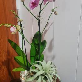 Potted pink orchid with a large air plant in a white square container.