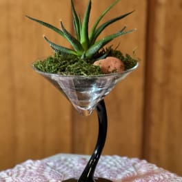 Succulent in a martini glass with moss and a small stone