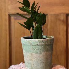 Potted green houseplant in a weathered ceramic pot