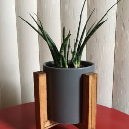 Potted snake plant in a gray planter on a wooden stand