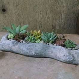 Succulent arrangement in a driftwood planter beside a small glass votive