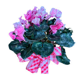 Pink flowering plant with dark variegated leaves and a pink plaid ribbon bow