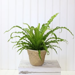 Potted green fern in a woven basket planter