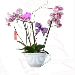Purple orchids arranged in a white teacup-shaped planter with a ribbon