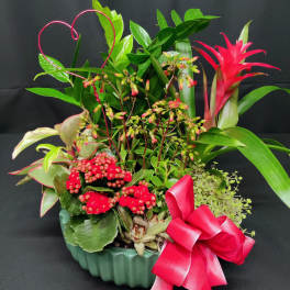Large Valentine indoor tropical garden