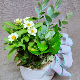 White daisy-like flowers in a white pot with a pastel ribbon bow