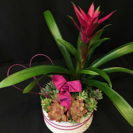 Pink Bromeliad Planter with Succulents