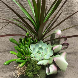 Small Succulent Garden with Dracena