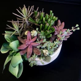 Succulent garden with Seashells