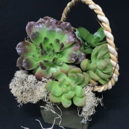 Small Succulent Box with Rope