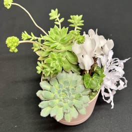 Mini succulent garden 2