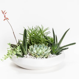 Succulent arrangement in a white bowl with a single orange bloom