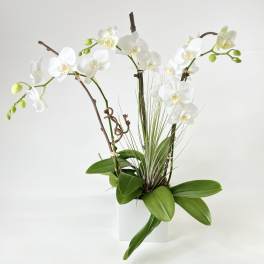 White orchids arranged in a white pot with green leaves