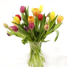 Mixed tulips in a clear glass vase