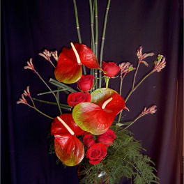 Anthurium Rose Seduction