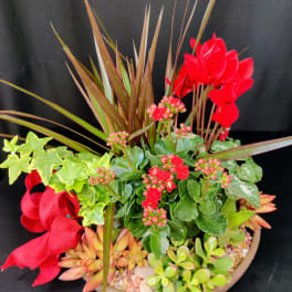 Succulent planter with red flowers and a red ribbon in a shallow bowl