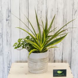 Potted green plant arrangement in a white ceramic container