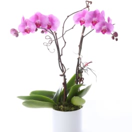 Pink orchid plant in a white pot