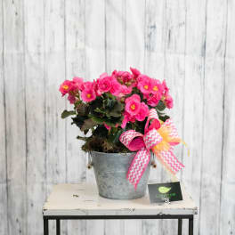 Potted pink flowering plant in a metal bucket with a pink bow on a small table