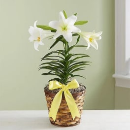 White lilies in a woven basket with a yellow ribbon