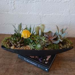 Succulent arrangement in a black shallow planter with pebbles and moss