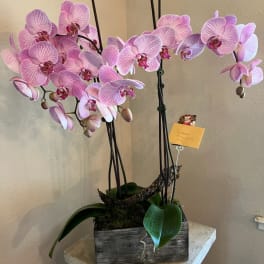 Pink orchid arrangement in a rustic wooden planter