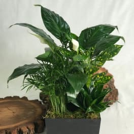 Potted green plant arrangement in a black rectangular container