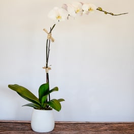 Potted white phalaenopsis orchid in a simple white ceramic container