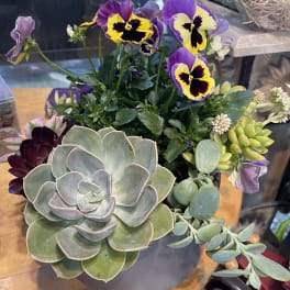 Potted succulent arrangement with purple and yellow pansies