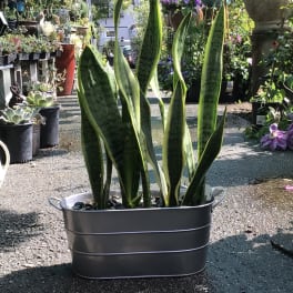 Potted snake plant in a gray metal tub