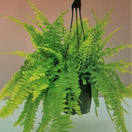 Hanging fern plant in a black pot