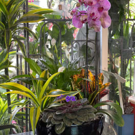 Potted orchid and mixed houseplants in a black bowl planter