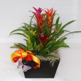 Bromeliad plant