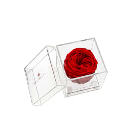 Red Single Rose