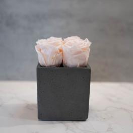 Blush Roses in Cement Cube