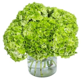 Green hydrangea bouquet in a clear glass vase