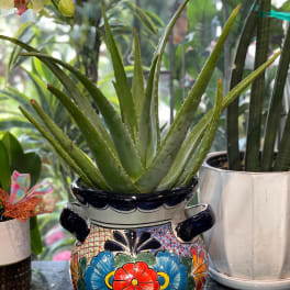 Potted aloe vera in a colorful ceramic planter
