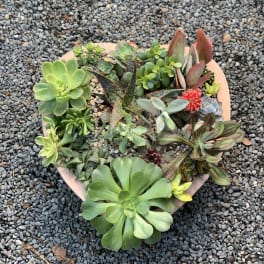Round terracotta planter filled with assorted succulents on gravel