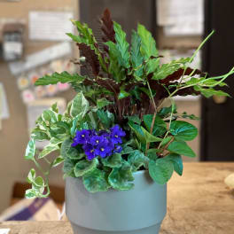 Potted mixed plant arrangement with purple blooms in a light blue container