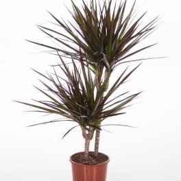 Dracaena Marginata Plant