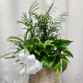 Basket of green houseplants with a white ribbon bow