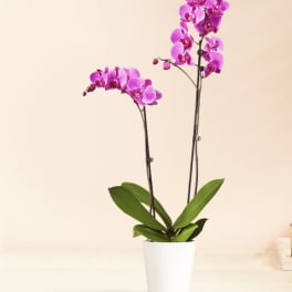 Potted orchid plant with two stems of purple blooms