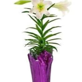 Easter Lily