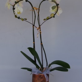 Hearth shaped Phalaenopsis Orchids Plant