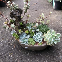 Dog & Succulents arrangement